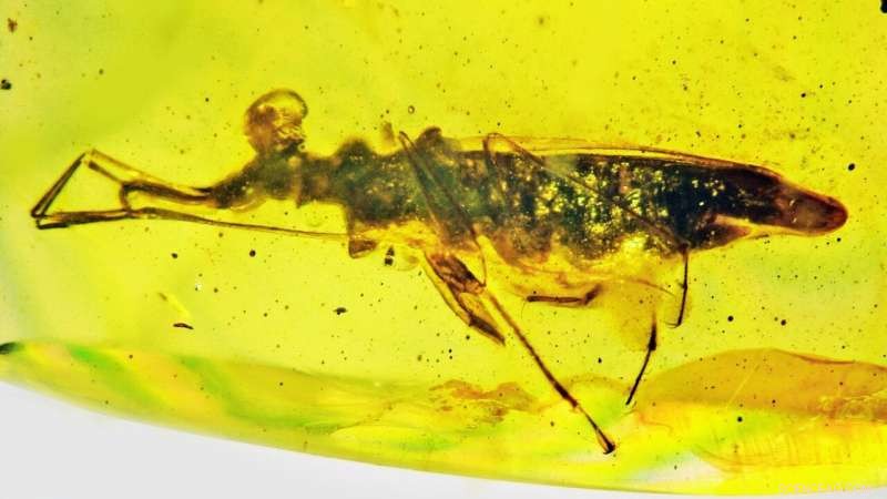 New Fossil Insect Species Palaeotanyrhina exophthalma Hunts with 360° Vision and Sticky Feet