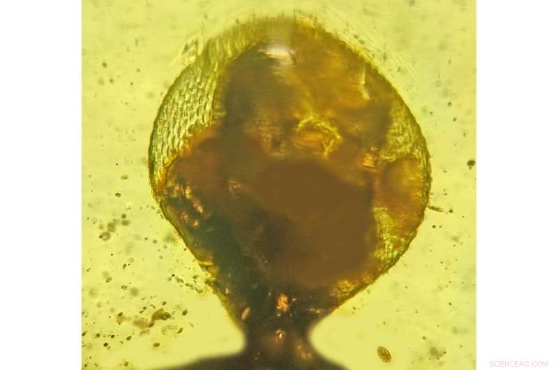 New Fossil Insect Species Palaeotanyrhina exophthalma Hunts with 360° Vision and Sticky Feet