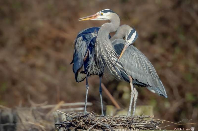 Pacific Northwest Birds Expand Urban Habitats During COVID-19 Lockdowns, Study Finds