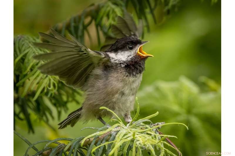 Pacific Northwest Birds Expand Urban Habitats During COVID-19 Lockdowns, Study Finds