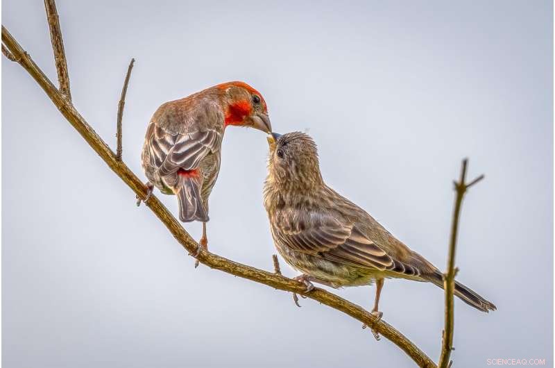 Pacific Northwest Birds Expand Urban Habitats During COVID-19 Lockdowns, Study Finds