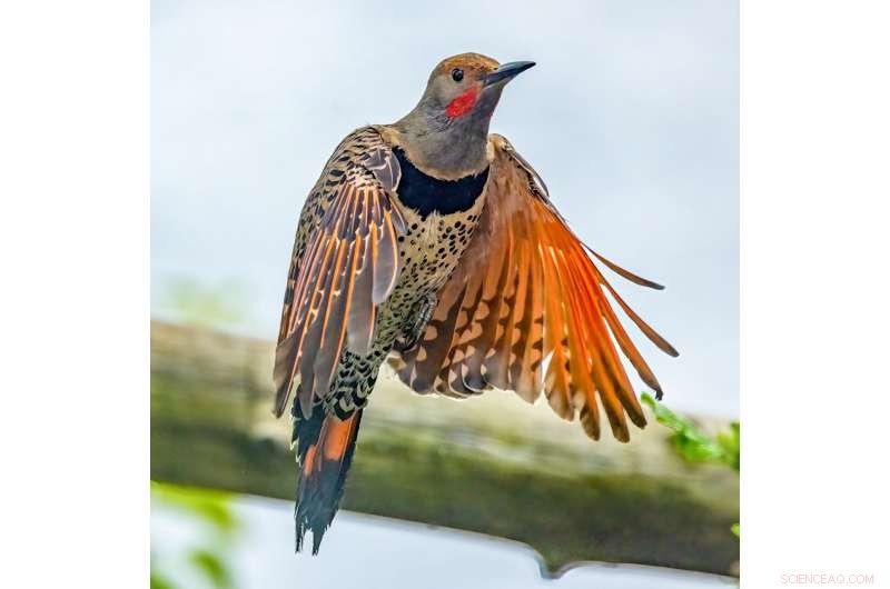 Pacific Northwest Birds Expand Urban Habitats During COVID-19 Lockdowns, Study Finds