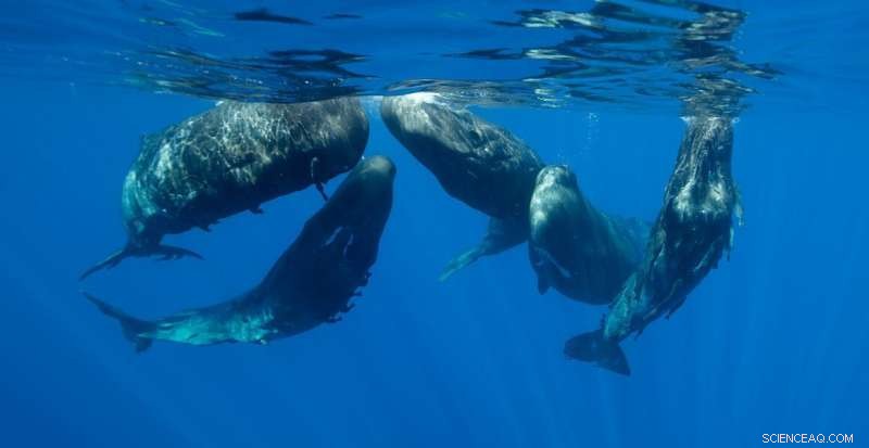 Study: Whales Overwrite Evolutionary History to Develop Echolocation