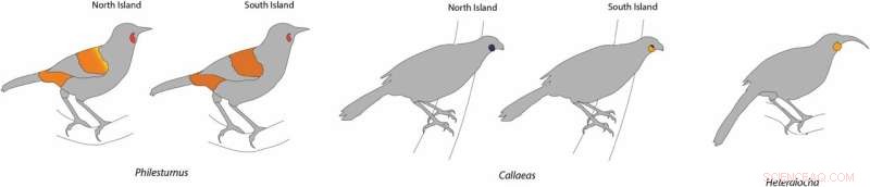 DNA Analysis Uncovers Evolutionary Secrets of Aotearoa s Kōkako and Huia