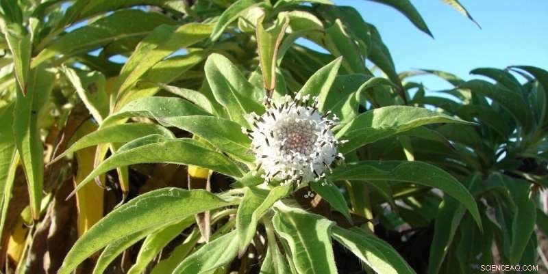 Darwin s Giant Daisies: Unlocking Evolutionary Secrets