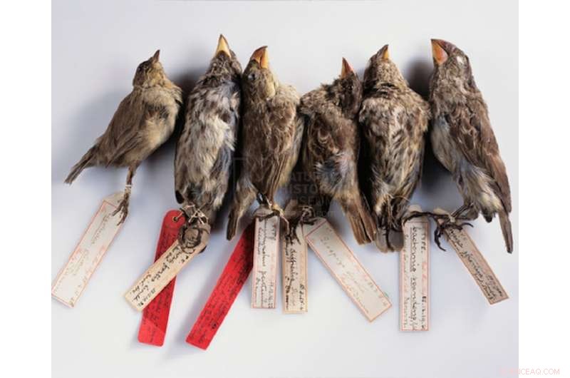 Darwin s Giant Daisies: Unlocking Evolutionary Secrets