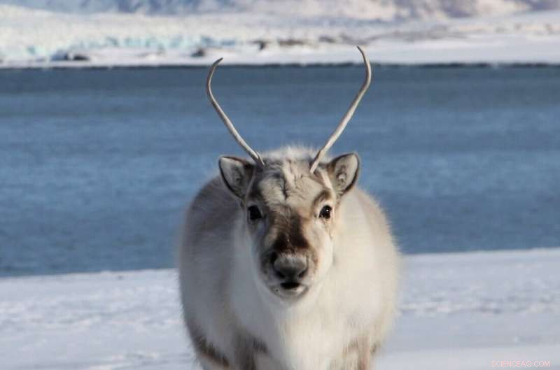 Darwin s Giant Daisies: Unlocking Evolutionary Secrets