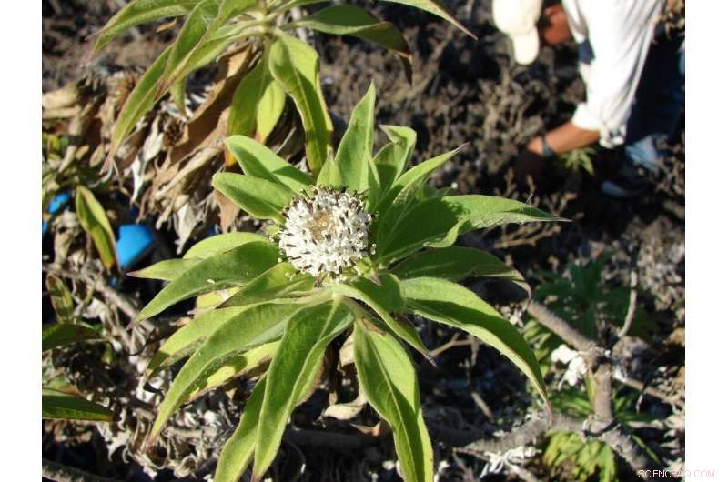 Darwin s Giant Daisies: Unlocking Evolutionary Secrets