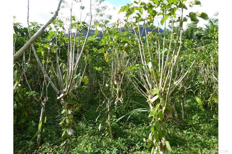 Study Reveals Vanilla Farming on Fallow Land in Madagascar Boosts Biodiversity
