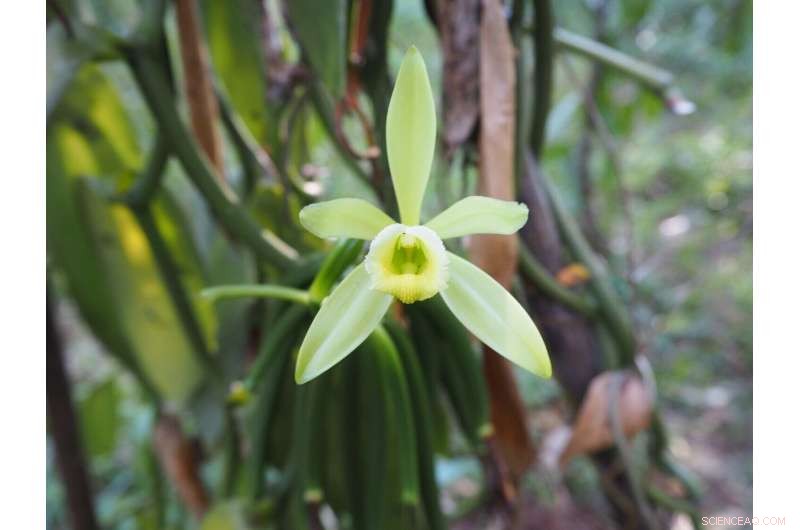 Study Reveals Vanilla Farming on Fallow Land in Madagascar Boosts Biodiversity