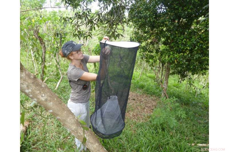 Study Reveals Vanilla Farming on Fallow Land in Madagascar Boosts Biodiversity