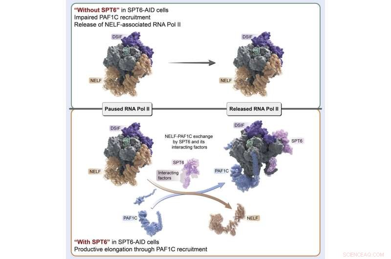 Breakthrough: Novel Cellular Mechanisms in Transcription Elongation Discovered
