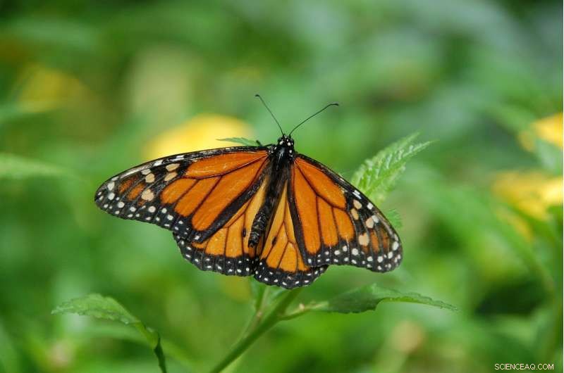 South Florida s Monarch Butterflies: A Non-Migratory Success Story