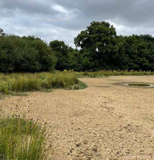 Beavers Create Wet Havens at Knepp Wildland Amid UK Drought Crisis