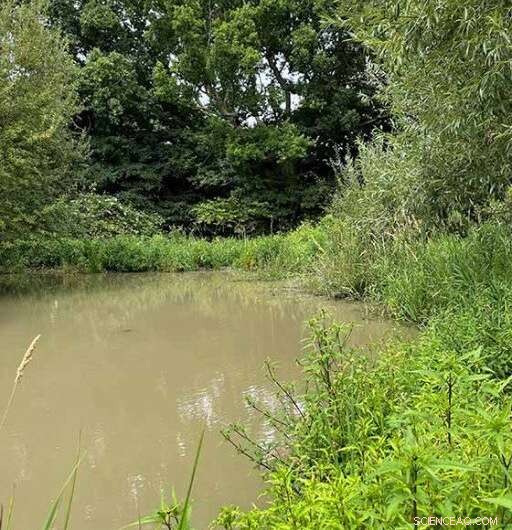 Beavers Create Wet Havens at Knepp Wildland Amid UK Drought Crisis
