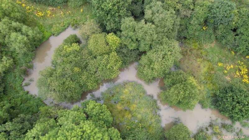 Beavers Create Wet Havens at Knepp Wildland Amid UK Drought Crisis