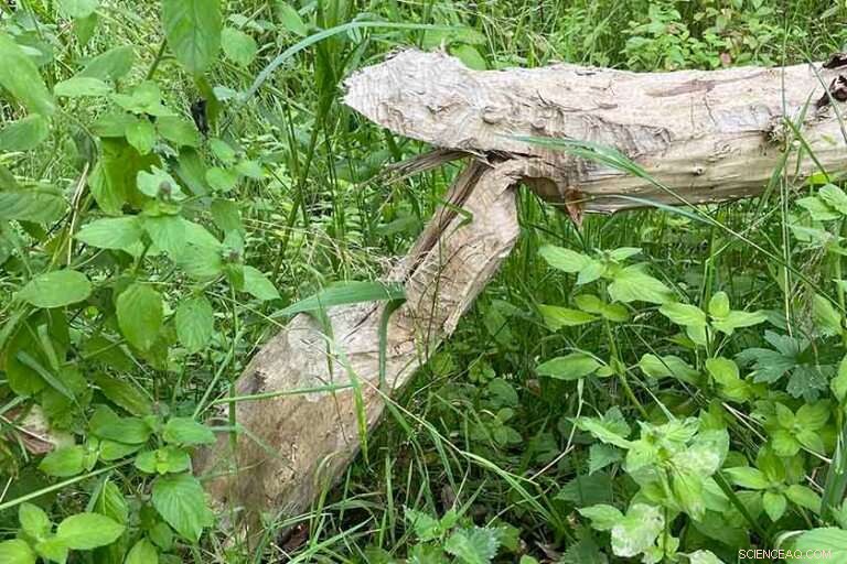 Beavers Create Wet Havens at Knepp Wildland Amid UK Drought Crisis