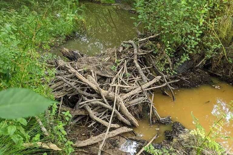 Beavers Create Wet Havens at Knepp Wildland Amid UK Drought Crisis