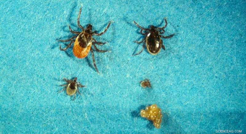 Your Google Searches for  Tick  Power Climate Change and Disease Research