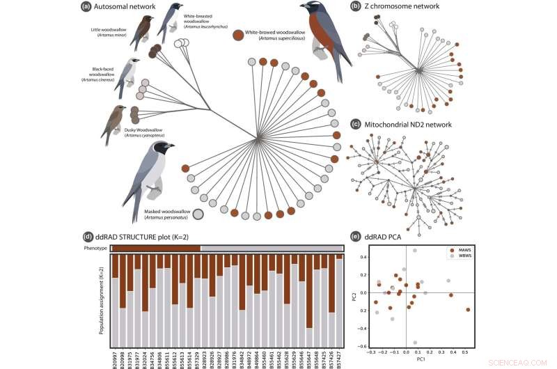Masked and White-browed Woodswallows: Genetic Similarity Defies Plumage-Based Species Classification
