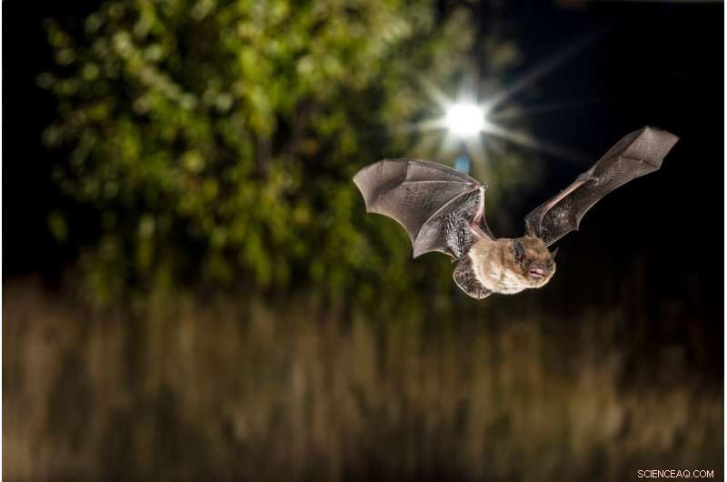 Urban vs. Rural Bats: Scientific Study Reveals Key Differences in Adaptation
