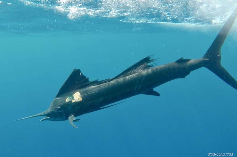 Scientists Deploy First-of-its-Kind Sensors for Comprehensive Billfish Tracking Study