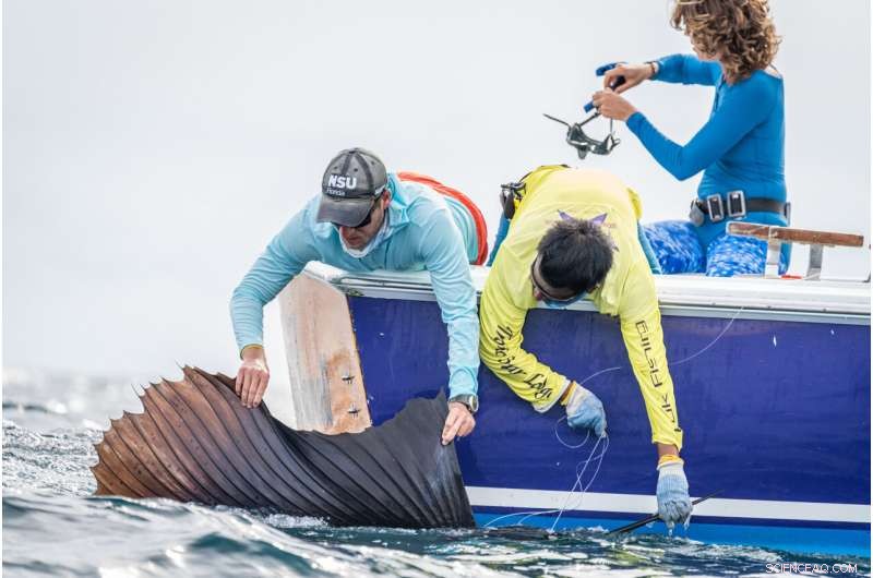 Scientists Deploy First-of-its-Kind Sensors for Comprehensive Billfish Tracking Study