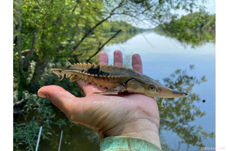 Lake Sturgeon Spawning in Coosa River for First Time Since 1970s Extinction