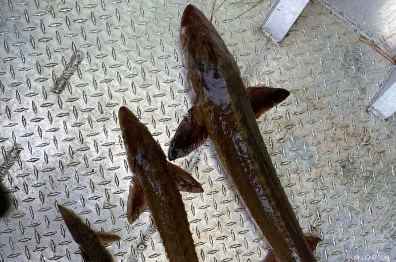 Lake Sturgeon Spawning in Coosa River for First Time Since 1970s Extinction