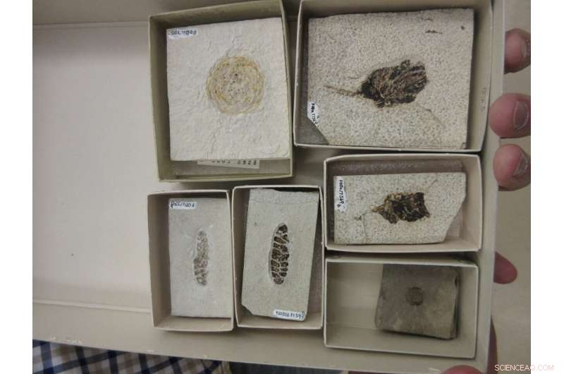 Idaho National Laboratory Researchers Use X-ray Microscopy to Create High-Resolution 3D Fossil Images