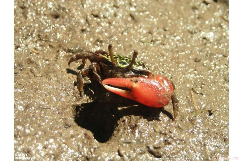 Fiddler Crabs Enhance Mangrove Health by Distributing Beneficial Bacteria