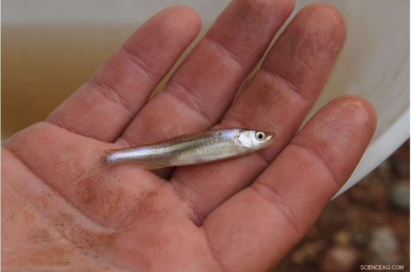 Tien-Chieh Hung s Mission: Saving the Endangered Delta Smelt at UC Davis