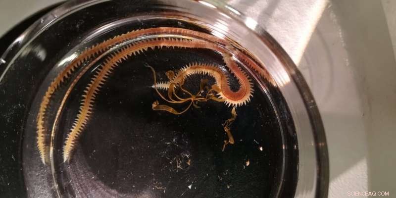 Sustainable Feed Innovation: Norwegian Salmon Farming Adopts Locally Sourced Ragworms