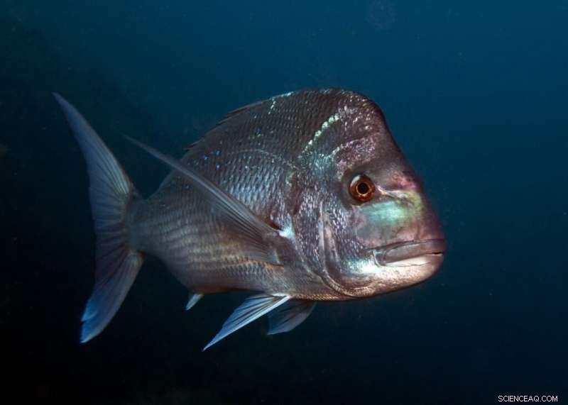 Genomic Study Reveals Three Distinct Oceanic Snapper Populations in Australian Waters