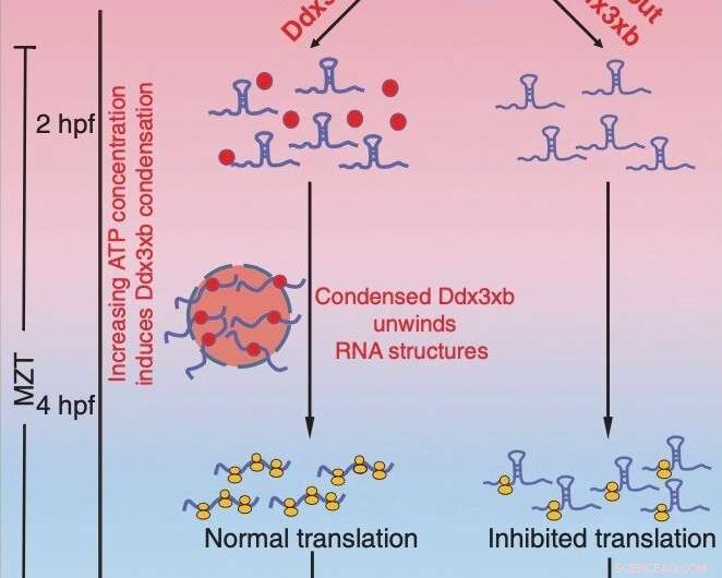 How Ddx3xb Phase Separation Regulates Maternal-to-Zygotic Transition in Zebrafish Embryos