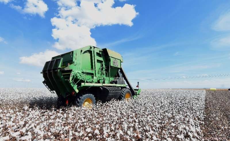 Brazilian Farmers Pioneer Sustainable Cotton Cultivation