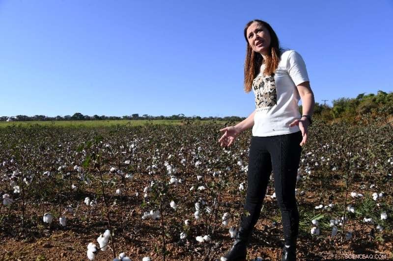 Brazilian Farmers Pioneer Sustainable Cotton Cultivation