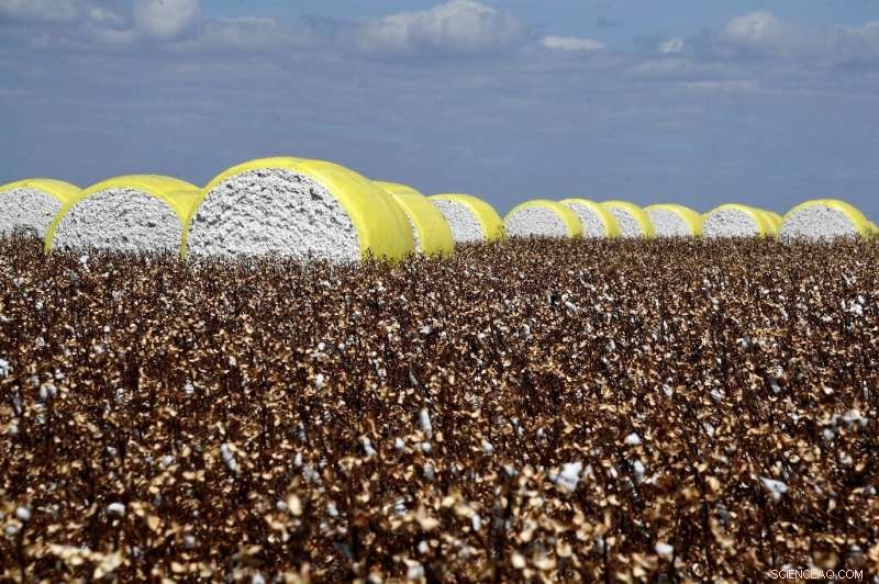 Brazilian Farmers Pioneer Sustainable Cotton Cultivation