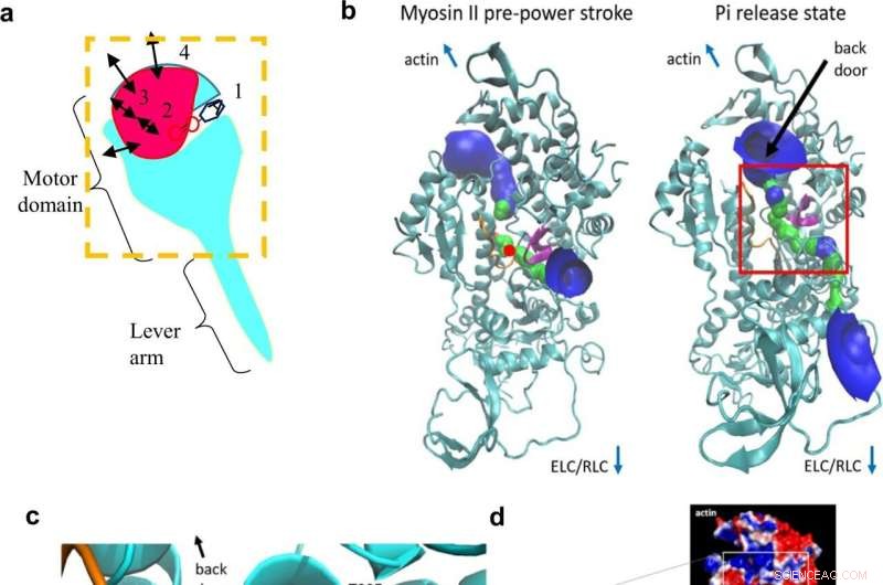 Breakthrough in Cardiac Muscle Contraction: Pi-Release Modeling Solves Long-Standing Mystery
