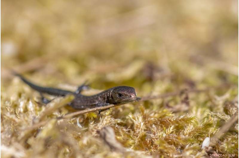 Climate Warming Linked to Shorter Telomeres and Reduced Lifespan in Lizards, Study Shows
