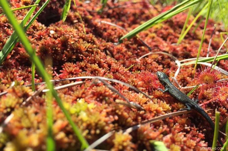 Climate Warming Linked to Shorter Telomeres and Reduced Lifespan in Lizards, Study Shows