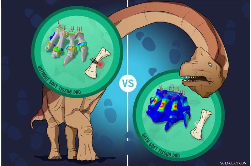 Sauropod Foot Pads: How Giant Dinosaurs Supported Their Weight on Land