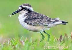 Island Size, Isolation, and Latitude Key to Seasonal Bird Diversity, Study Finds