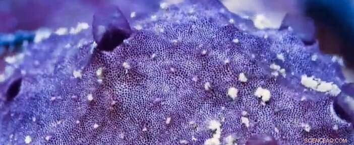 Sponges  Sneeze  to Expel Waste and Clean Filters, Research Shows