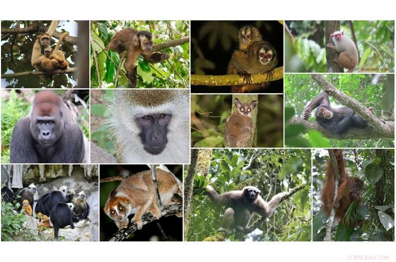 Research Confirms Indigenous Land Protection Enhances Nonhuman Primate Biodiversity