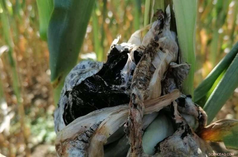 How Ustilago maydis Fungus Disarms Corn Plants: New Study from Bonn