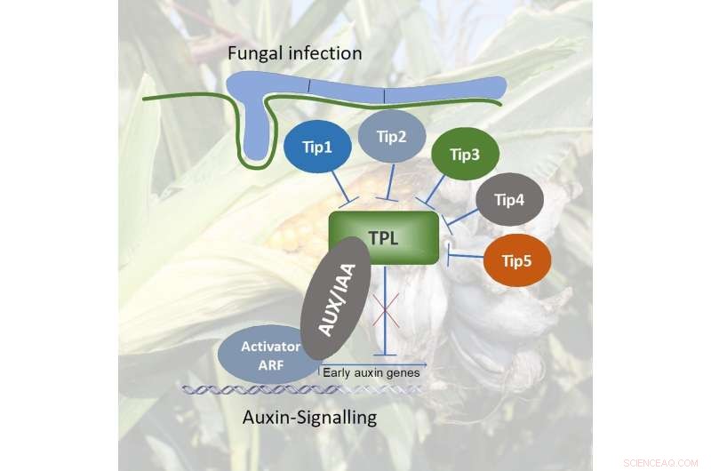 How Ustilago maydis Fungus Disarms Corn Plants: New Study from Bonn