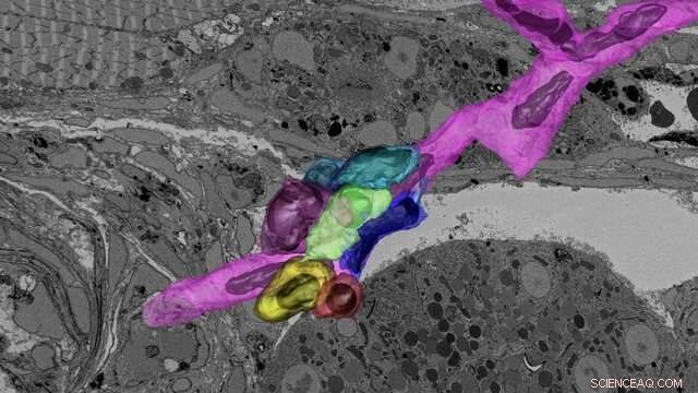 Advanced 3D Imaging Technique Reveals Blood Stem Cell Niches in Transparent Zebrafish