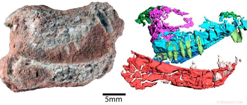 Neutron Imaging Reveals 220-Million-Year-Old Mammalian Ancestor