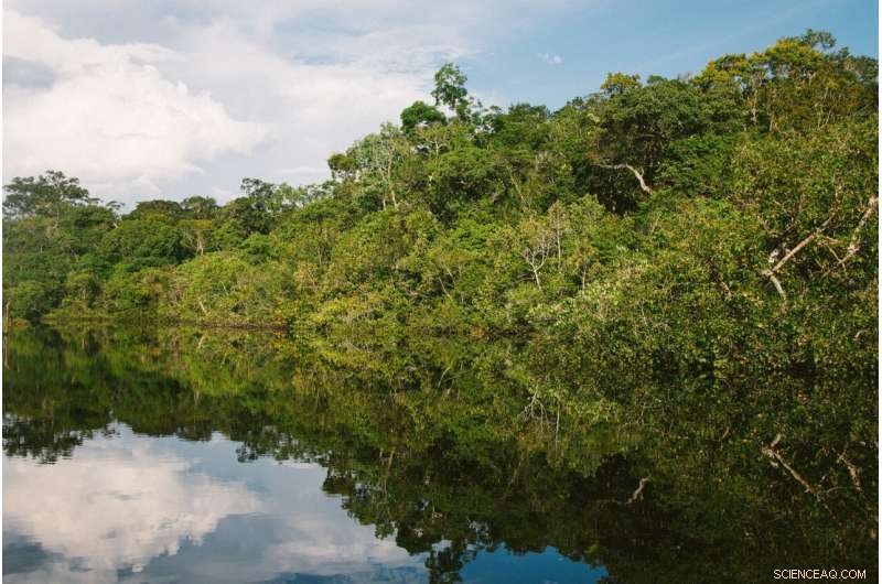 Phosphorus Deficiency Limits Amazon Rainforest Growth Amid Rising CO2 Levels